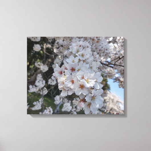 CHERRY BLOSSOMS #2 AUF LEINWAND 20 "x 16" (Vorderseite)