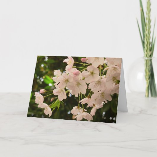 Cherry Blossoms Card Weiße Blossom Karte (Vorderseite)