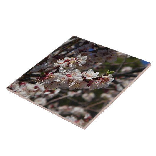 Cherry Blossoms Fliese (Seite)