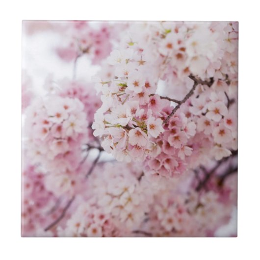 Cherry Blossoms Fliese (Vorderseite)