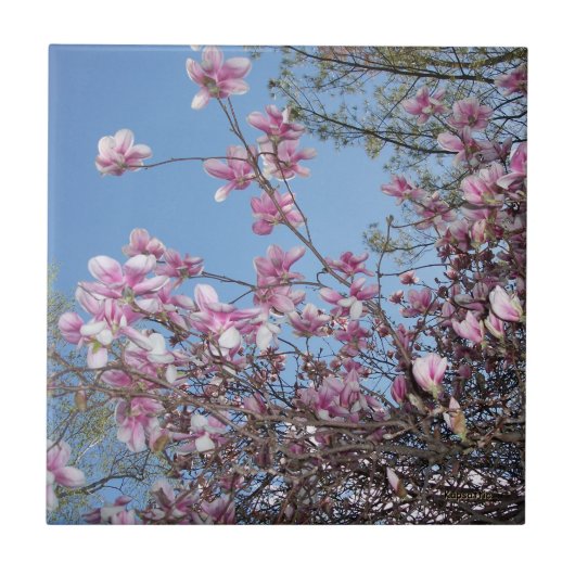 Cherry Blossoms Fliese (Vorderseite)