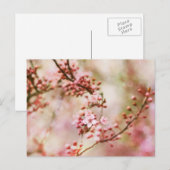 Cherry Blossoms Foto Postkarte (Vorne/Hinten)