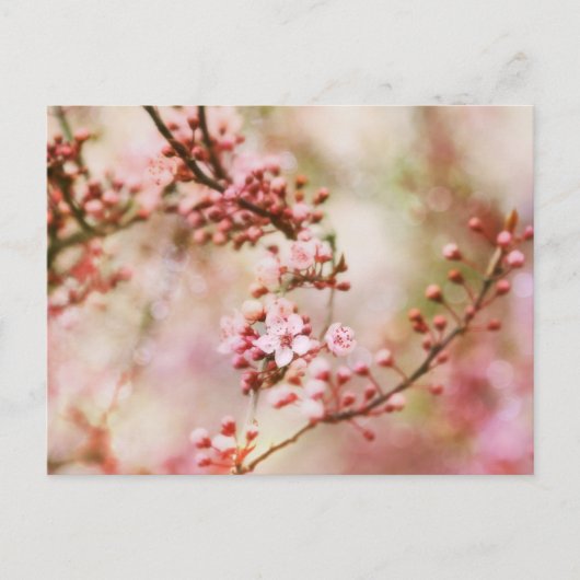 Cherry Blossoms Foto Postkarte (Vorderseite)
