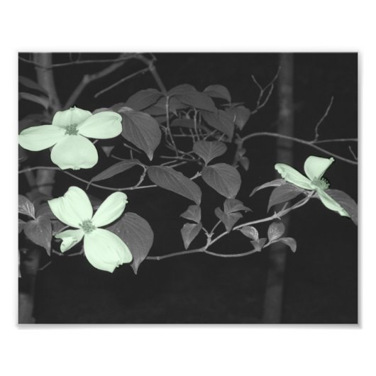 Cherry Blossoms Fotodruck (Vorne)