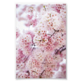 Cherry Blossoms Fotodruck (Vorne)