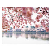 Cherry Blossoms Fotodruck (Vorne)