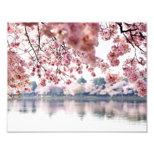 Cherry Blossoms Fotodruck (Vorne)