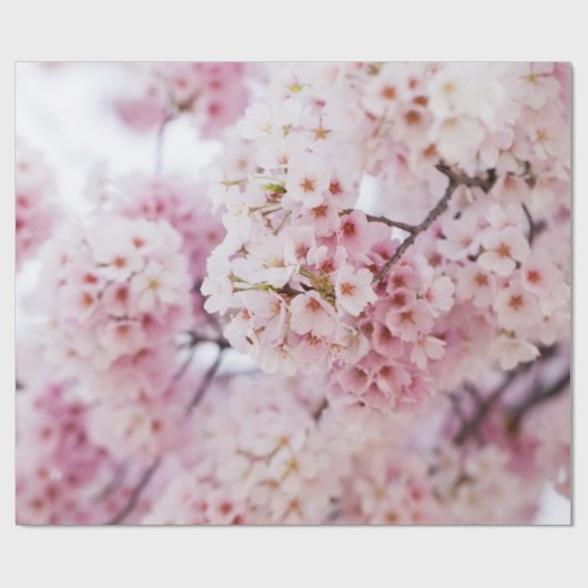 Cherry Blossoms Geschenkpapier (Flach)