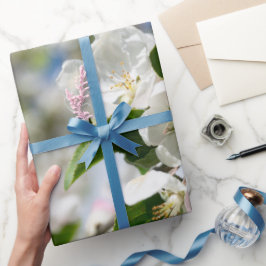 Cherry blossoms. geschenkpapier