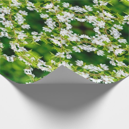 Cherry Blossoms Geschenkpapier (Ecke)