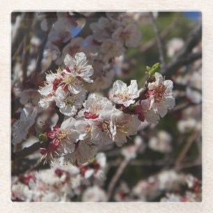 Cherry Blossoms Glasuntersetzer