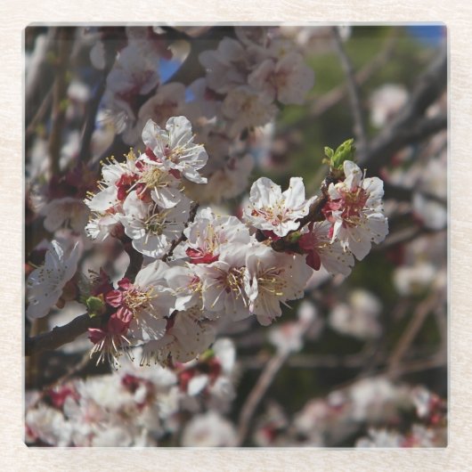 Cherry Blossoms Glasuntersetzer (Vorderseite)
