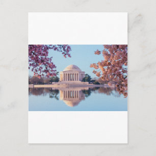 Cherry Blossoms in Washington DC Postkarte