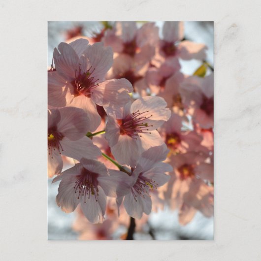 Cherry Blossoms: Japan  Postkarte (Vorderseite)