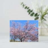Cherry Blossoms: Jugatsu-zakura [Postcard] Postkarte (Stehend Vorderseite)