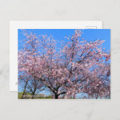 Cherry Blossoms: Jugatsu-zakura [Postcard] Postkarte (Vorne/Hinten)