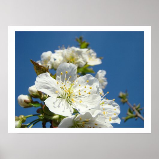 Cherry Blossoms Kunstdrucke Spring Blue Sky Poster (Vorne)