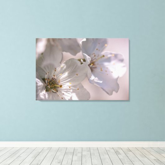 Cherry Blossoms Leinwanddruck (Insitu (Holzboden))