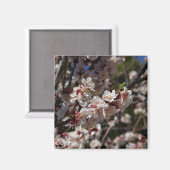 Cherry Blossoms Magnet (Vorderseite/Rückseite)