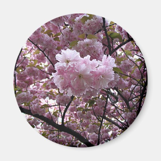 Cherry Blossoms Magnet (Vorne)