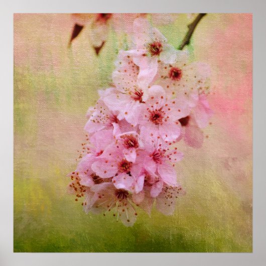 Cherry Blossoms Poster (Vorne)