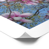 Cherry Blossoms Poster (Ecke)