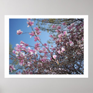 Cherry Blossoms Poster