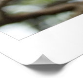 Cherry Blossoms Poster (Ecke)