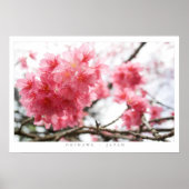 Cherry Blossoms Poster (Vorne)