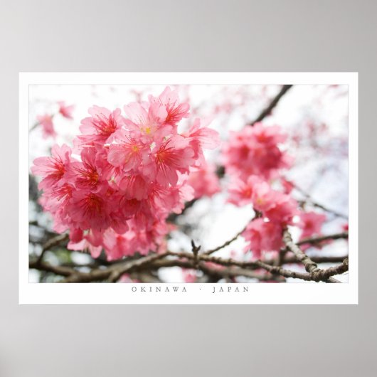 Cherry Blossoms Poster (Vorne)