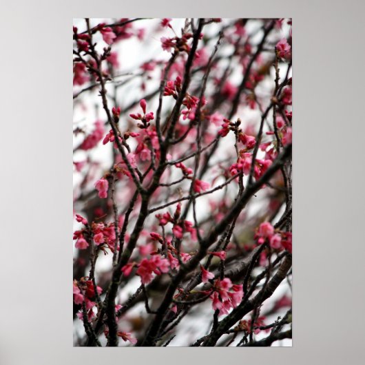 Cherry Blossoms Poster (Vorne)