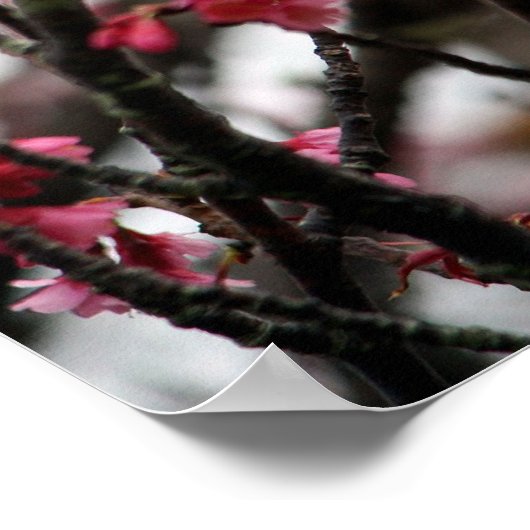 Cherry Blossoms Poster (Ecke)