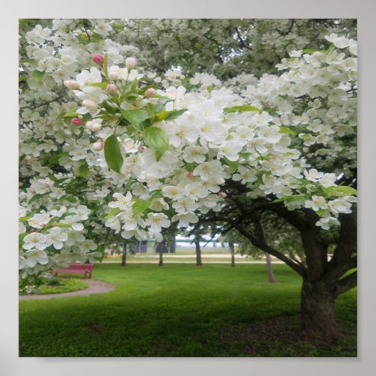 Cherry Blossoms Poster (Vorne)