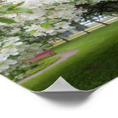 Cherry Blossoms Poster (Ecke)