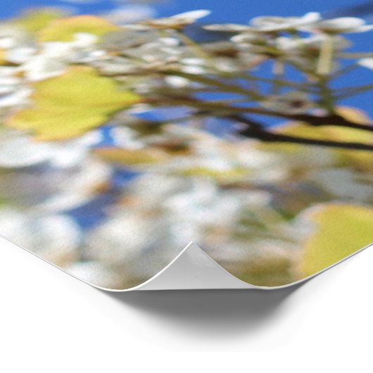 Cherry Blossoms Poster (Ecke)