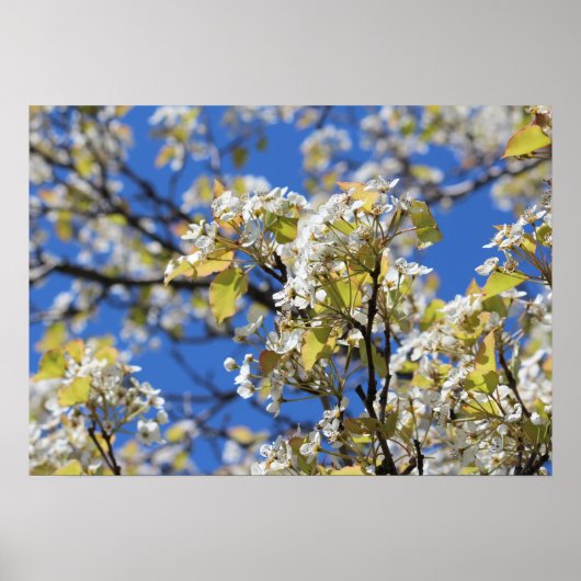 Cherry Blossoms Poster (Vorne)