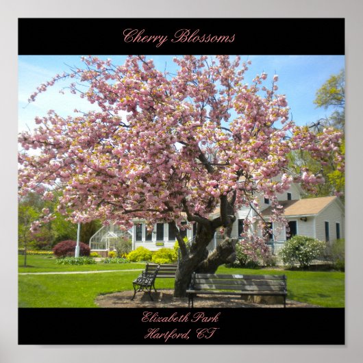 Cherry Blossoms Poster (Vorne)