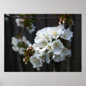 Cherry Blossoms Poster (Vorne)