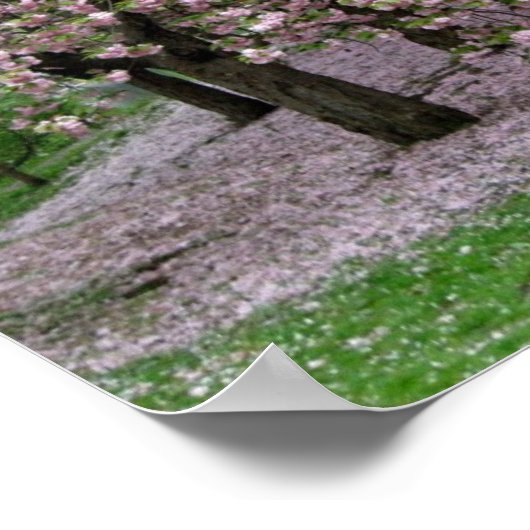 Cherry Blossoms Poster (Ecke)