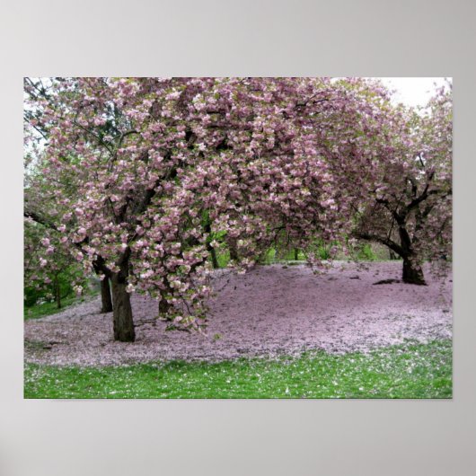 Cherry Blossoms Poster (Vorne)