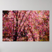 Cherry Blossoms Poster (Vorne)