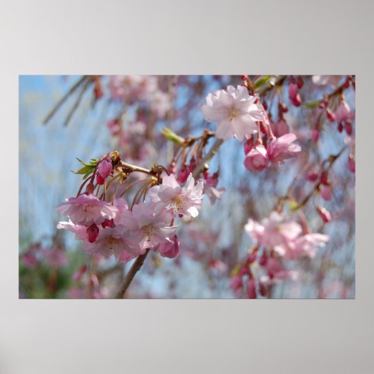 Cherry Blossoms Poster (Vorne)