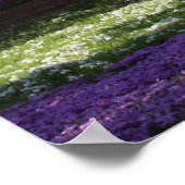 CHERRY BLOSSOMS POSTER (Ecke)