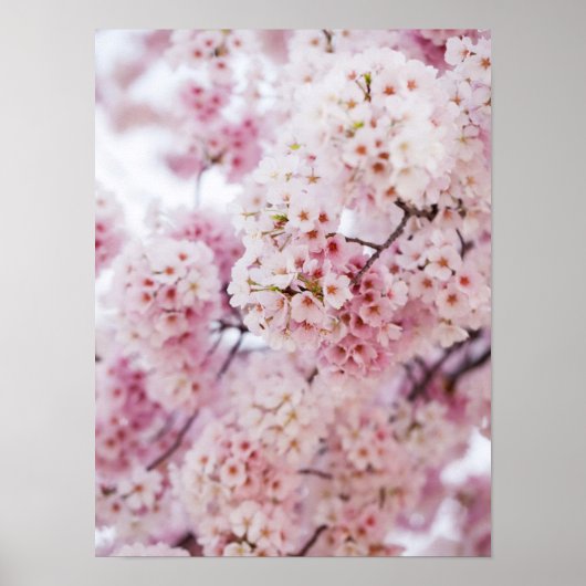 Cherry Blossoms Poster (Vorne)