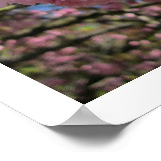 Cherry Blossoms Poster (Ecke)