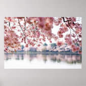 Cherry Blossoms Poster (Vorne)