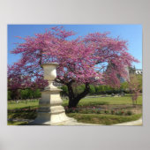 Cherry Blossoms Poster Paper (Matte) (Vorne)