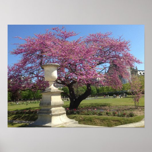 Cherry Blossoms Poster Paper (Matte) (Vorne)
