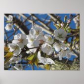 Cherry Blossoms Poster Print (Vorne)