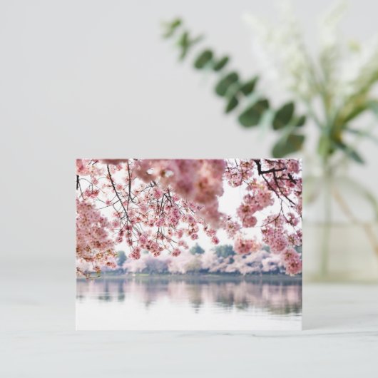Cherry Blossoms Postkarte (Stehend Vorderseite)